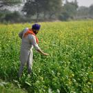A man wearing a grey shirt and turban stands in a field of green plants with small yellow flowers. 
