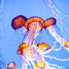 Jellyfish floating in water, vibrant orange, pink and blue colors.