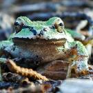 Close-up of a green Sierran tree frog resting on a bed of leaves and twigs.