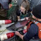 Two UC Davis researchers measure a chinook salmon as it lays on a tray at Putah Creek in Yolo County