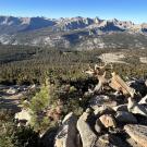 Mountain landscape within which grows a Jeffrey pine tree between a lodgepole pine and foxtail pine tree in High Sierra