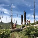 Forest researchers in orange jackets and white helmets wrap string around the remains of a burned tree in a landscape with charred trees and green shrubbery