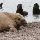 Un elefante marino macho en Argentina cercano a lobos marinos.