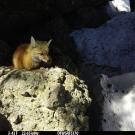 red fox lounges outside den ini the sun on a rock