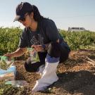 UC Davis graduate students use drones to study parasitic weeds in tomato fields in Woodland, CA on July 24, 2023.