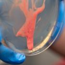 Close up of a circular plastic dish held by a hand in blue gloves. A pink gel runs down the dish. 