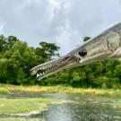 Alligator Gar fish