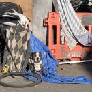 Small white-and-brown dog sitting on blue tarpaulin sits in a homeless encampment in Berkeley. UC Davis researchers are investigating cases of leptospirosis in dogs in homeless encampments and providing vaccinations. (UC Davis) (UC Davis)