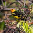 A bird with a golden yellow head and body and black wings sits on a branch among small black berries. 