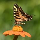 Western tiger swallowtail butterfly on a flower 