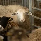 White ewe staring from pen with black-faced lamb and other sheep