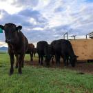 Beef steers graze on a ranch in Dillon, Montana where researchers measured methane emissions. (UC Davis) 