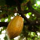ripe cacao pod on tree