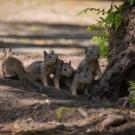 Four curious squirrels huddled at a tree root on a sunlit dirt path, photo