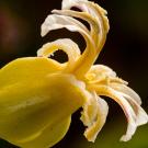 Close-up photograph of yellow wildflower with twisted petals, dark background