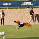 Dog running on field while holding kickoff tee in his mouth.