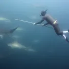 A scuba diver swims toward a group of sharks with a long, pointed pole. The water is somewhat murky.