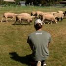 Shepherd records data as sheepmowers graze campus turf