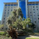 Large uprooted tree in front of multi-story building with blue glass atrium