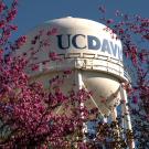 UC Davis water tower with brightly colored flowering trees in the foreground