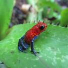 frog on leaf