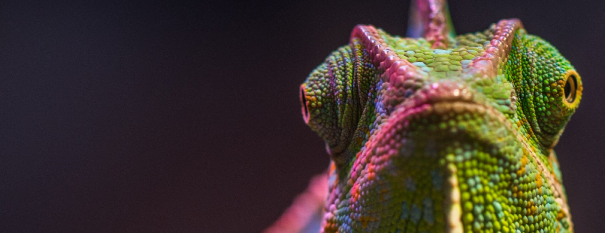 chameleon looking forward