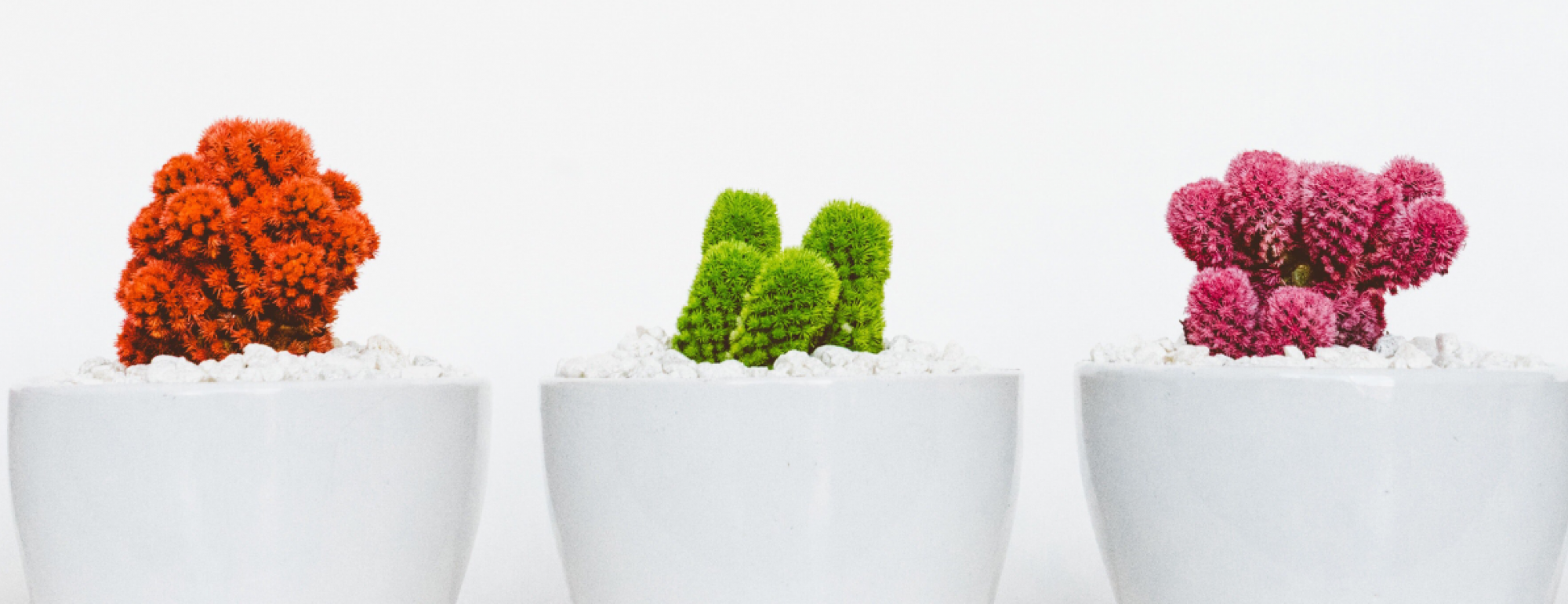 five white pots of colorful cacti