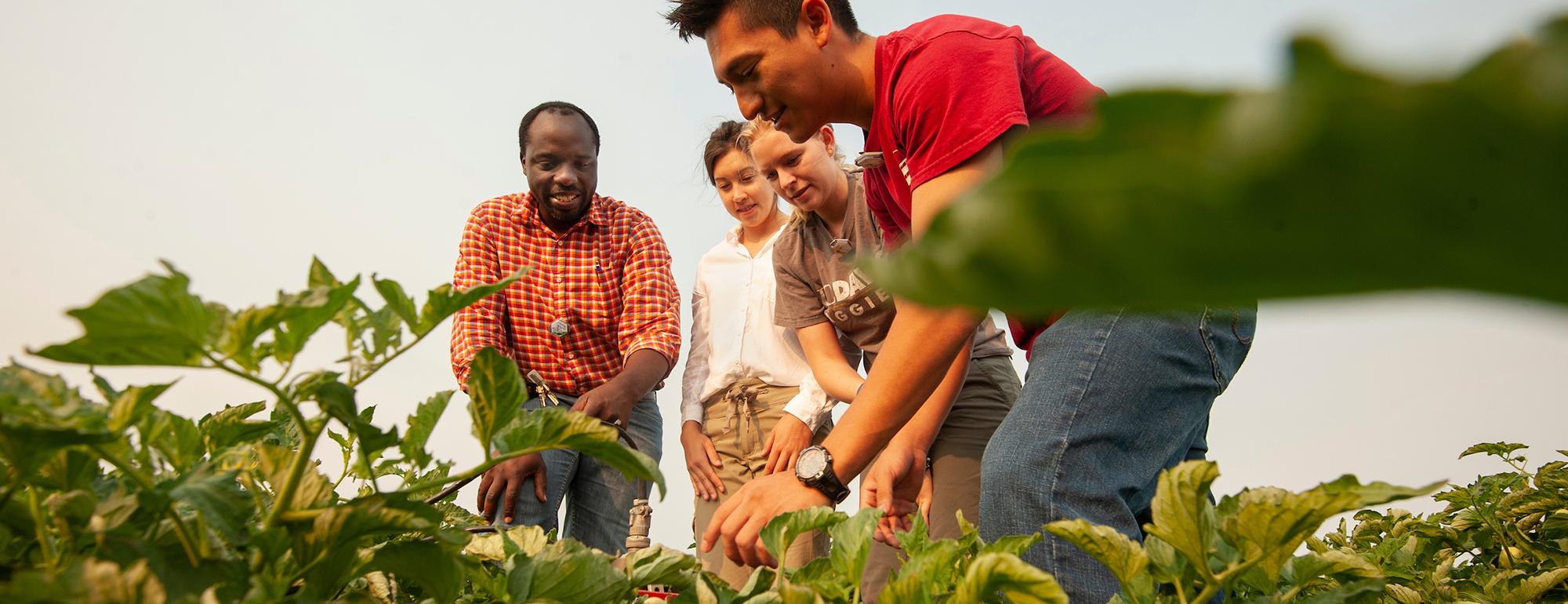 Two students and a professor investigate crops