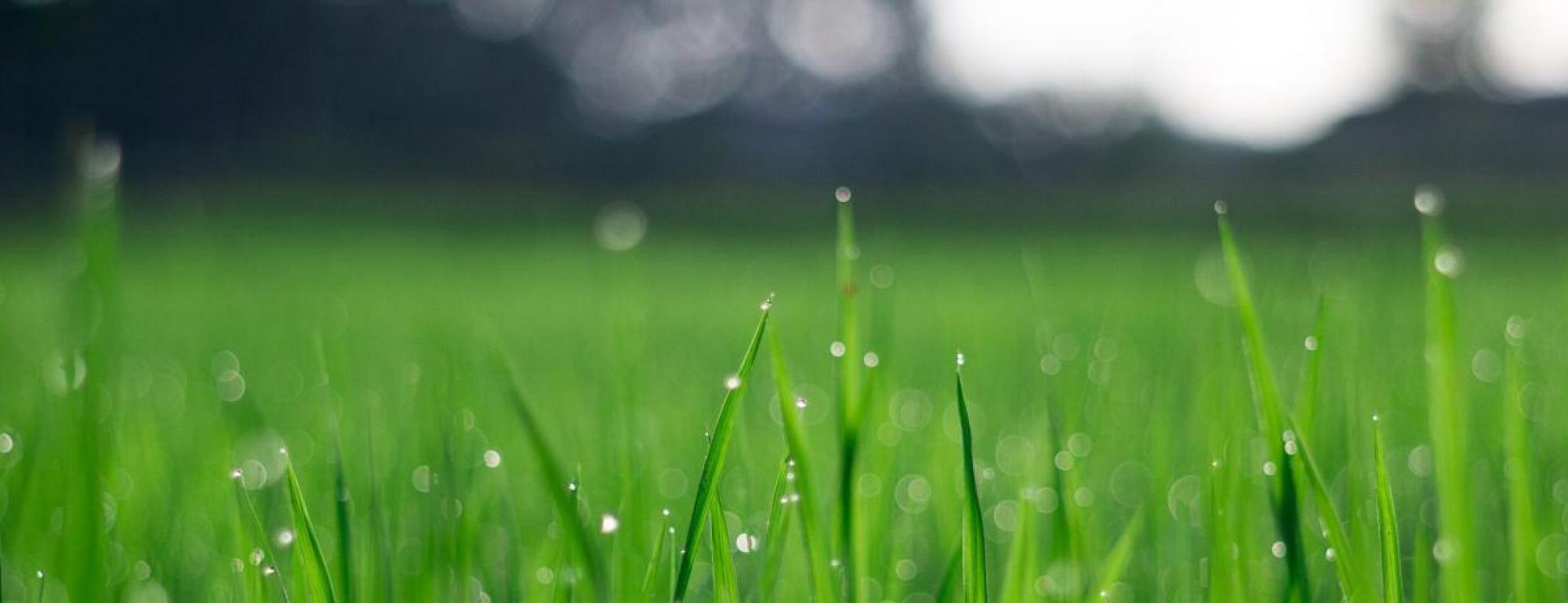 grass blades with dew