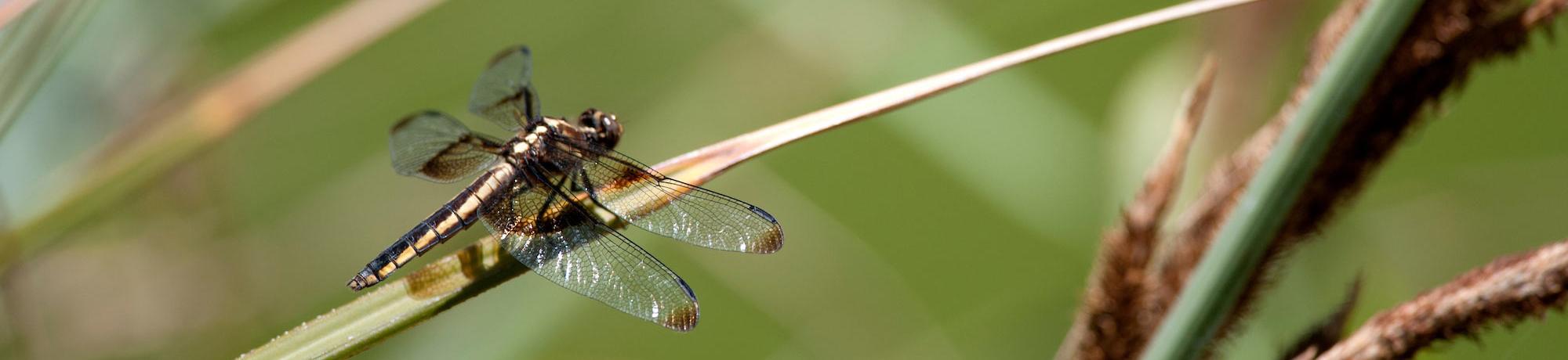 A dragonfly takes a brief rest on a blad of grass