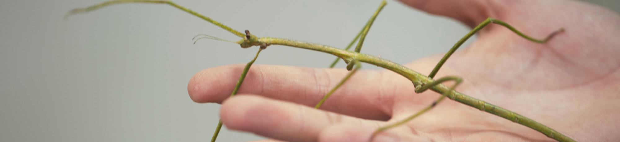 A walking stick insect crawls across a human hand