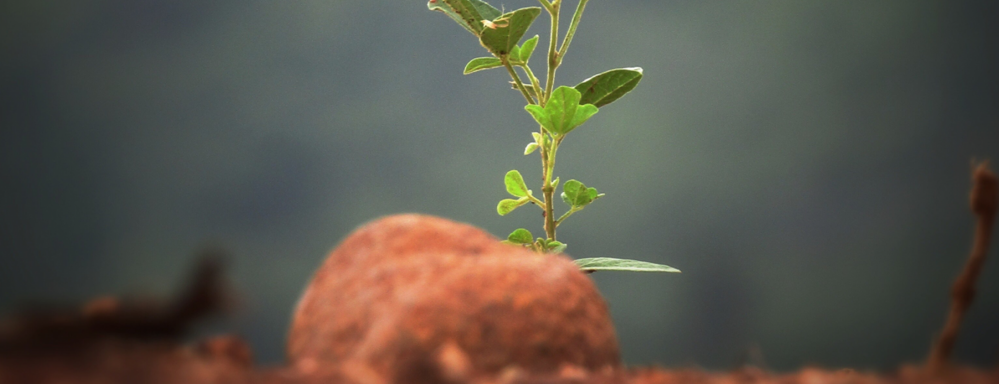 little plant in soil