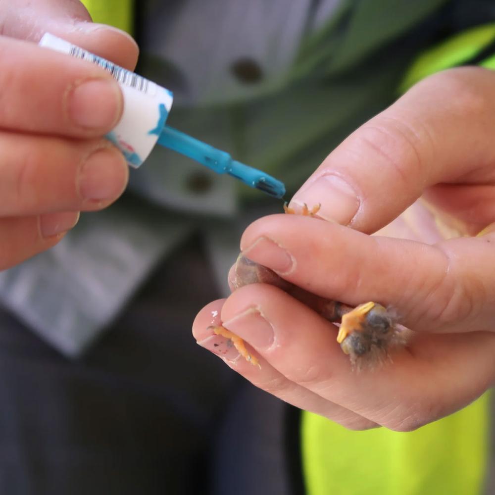 A newborn bird is held in a hand while an eyedropper is touching its feet.