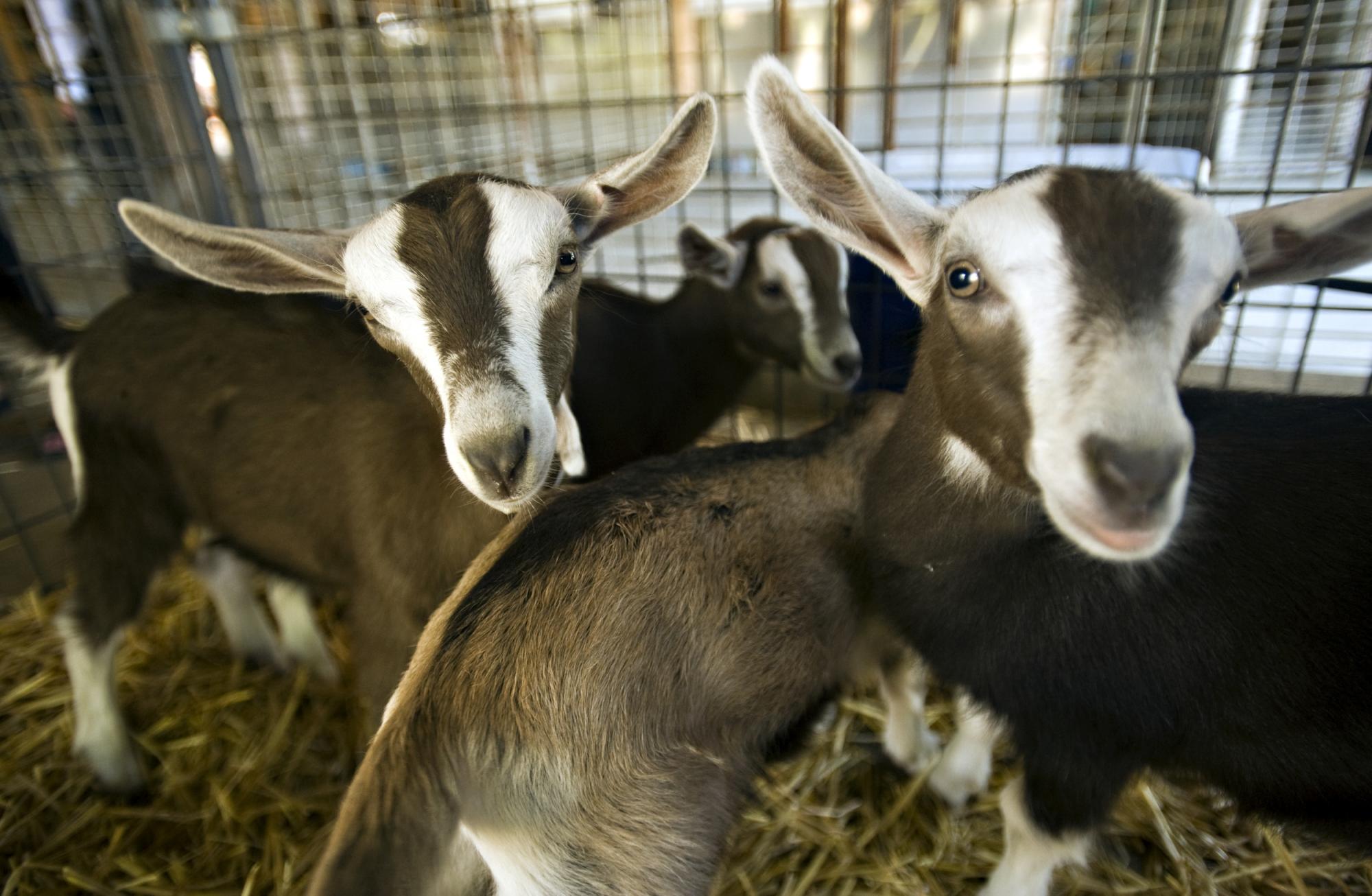 Three young goats