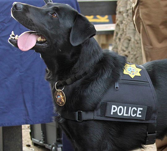 Dog wearing a harness saying 'Police'