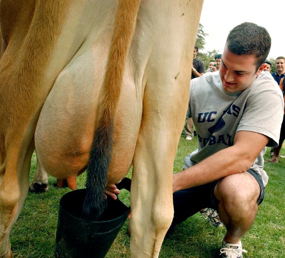 Man milking a cow