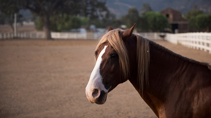 photo of horse