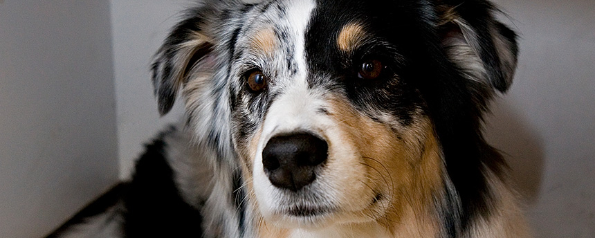 Portrait of an Australian sheepdog